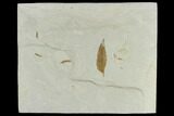 Fossil Leaf Plate (Salix and Mimosites) - Green River Formation, Utah #118006-2